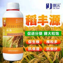 捷沅稻黄金稻丰源籽粒饱满抗倒伏促分蘖促早熟灌浆水稻高产叶