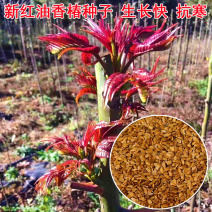 香椿种子批发红叶净籽芽苗菜早熟芽率高基地品种