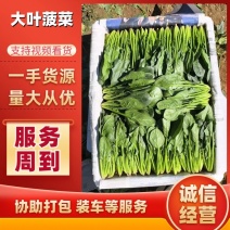 山东滨州惠民县泡沫箱菠菜基地大量上市保质保量发全国