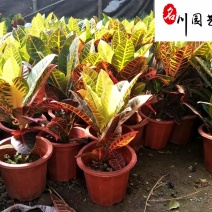苗圃出售变叶木杯苗成都变叶木产地批发价格量大从优