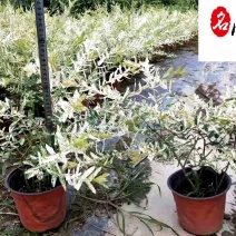彩叶杞柳盆栽批发成都彩叶杞柳价格花境花坛彩叶观赏草