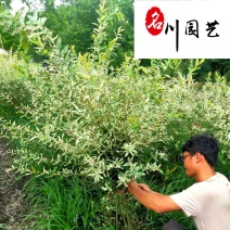 彩叶杞柳球批发成都彩叶杞柳价格花境花坛彩叶观赏苗木