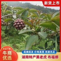 湖南特产黑老虎布福娜上市了基地直发价格美丽品质保障欢迎选购