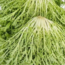 苦菊，大量上市，基地直发，全国发货，量大从优欢迎来电