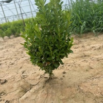 小叶黄杨，瓜子黄杨，朝鲜黄杨，豆瓣黄杨精品好苗欢迎洽谈
