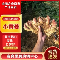 【量大】精品生姜小黄姜老黄姜山东货源品质保证