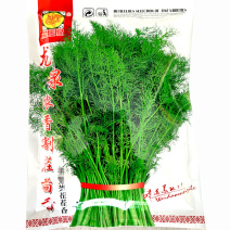 割茬茴香种子龙泉生长期短45天上市春秋基地种植