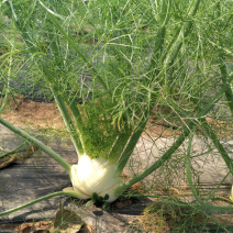 球茎茴香种子小茴香菜种籽春秋四季栽培香味浓