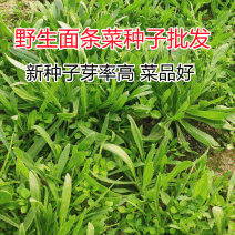 野生蔬菜面条菜种子批发四季种植耐寒60天上市麦瓶草种子