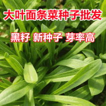 大叶面条菜种子麦瓶草籽山野菜芽率高基地品种