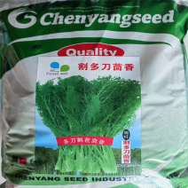 茴香种子割茬小茴香种子高产大田用小叶扁杆茴香种子