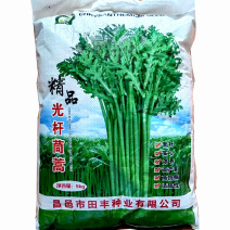 精品光杆茼蒿种子10斤清杆高产型抗病强火锅菜大田用种