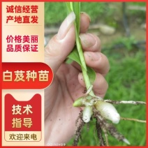 白芨直播苗，块茎0.3至1公分，量大从优，欢迎来电咨询