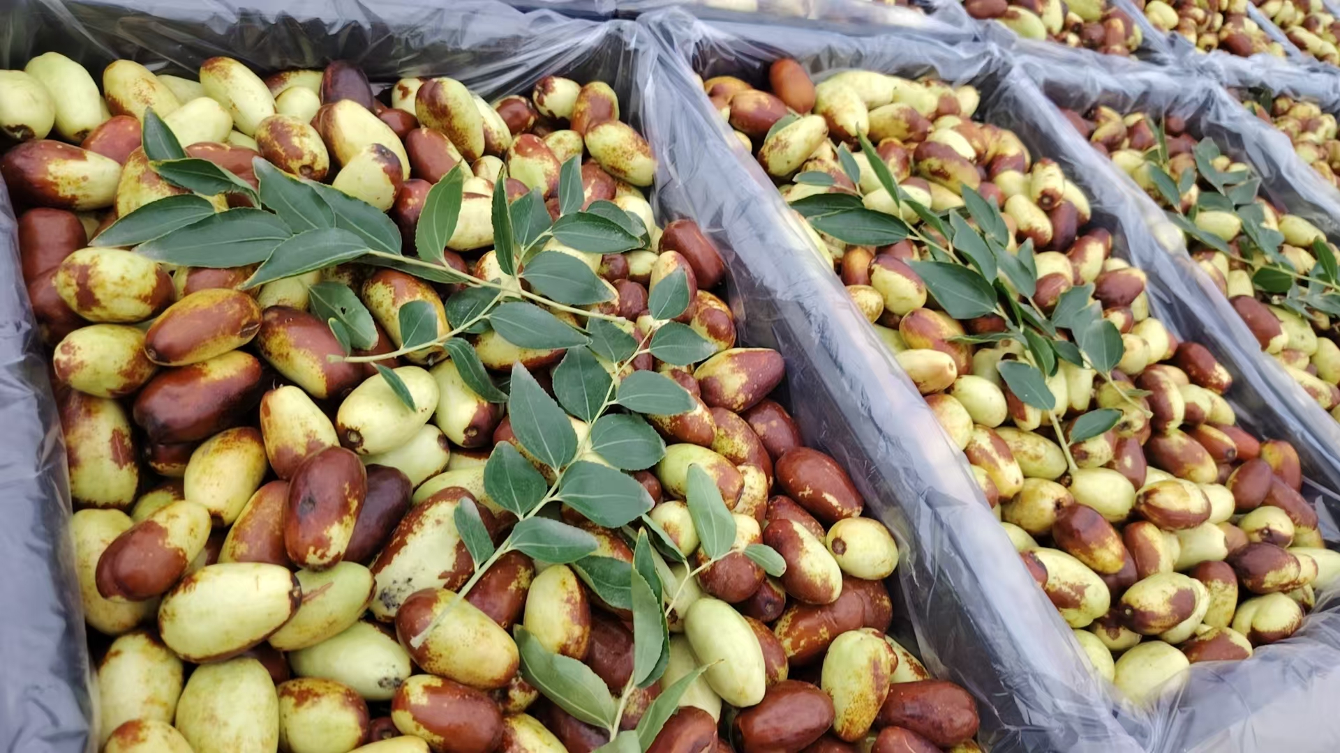 繁昌长枣采摘活动现场照片