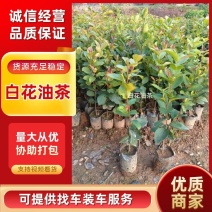 白花油茶油茶苗基地直发提供技术指导量大优惠