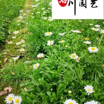 出售精品大花滨菊杯苗矮滨菊批发成都时令草花批发