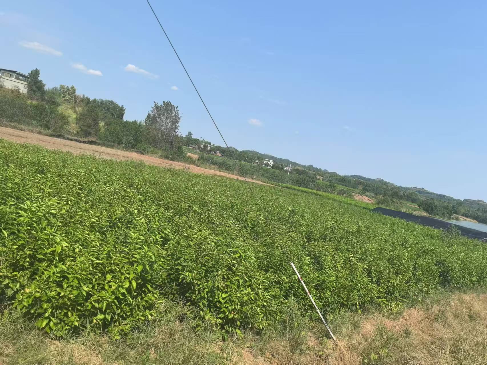 尤力克柠檬种植基地航拍图