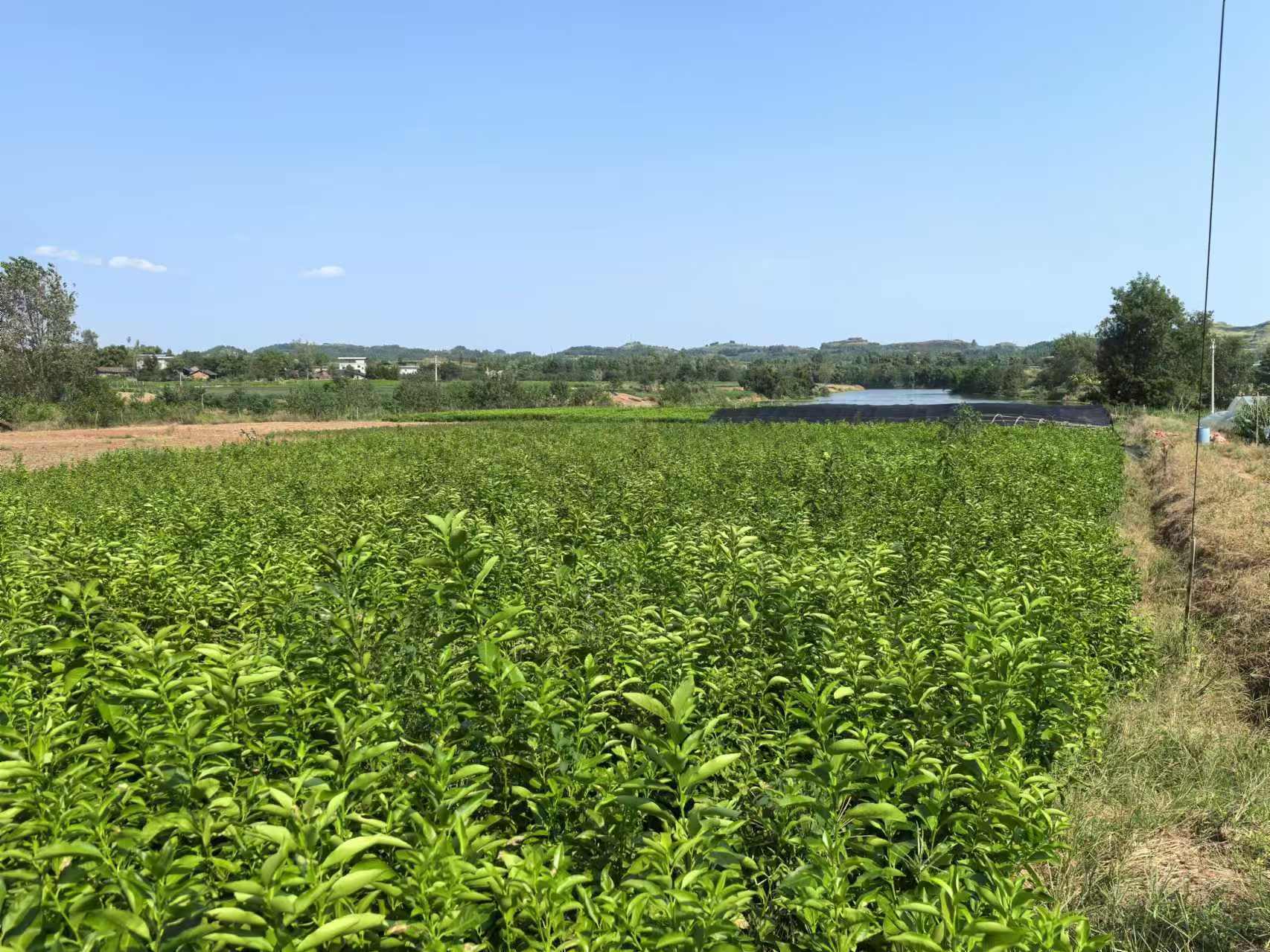 尤力克柠檬果园航拍图,展示规模化种植的壮观景象 尤力克柠檬果园种植场景