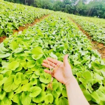 木香苗，云南基地直发，年供百万棵，欢迎实力老板来电