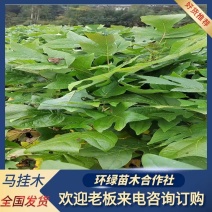 鹅掌楸马褂木大量供应规格齐全提供技术支持欢迎下单
