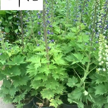 大花飞燕草苗圃基地直供一手货源花境花坛草花量大从优