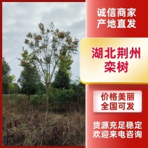 [精选]湖北荆州栾树南栾树绿化苗木树苗产地直发