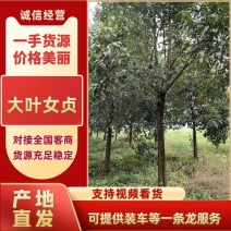12-15精品大叶女贞/湖北大叶女贞产地直发品质好