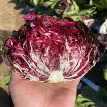 红菊苣种子落地球生菜种子红结球菊苣种子意大利进口