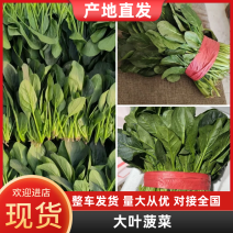 【热卖】大叶菠菜河北新鲜菠菜电商市场商超