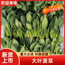 1优质新鲜大叶菠菜三排产地一手货源保质保量价格可谈