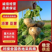 凉薯豆薯白地瓜支持视频看货，可发往全国市场！