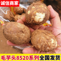 毛芋头种8520系列，现挖现装现发对接全国电商市场发货