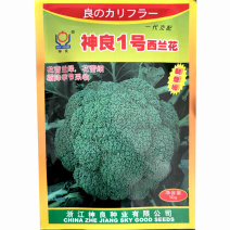 神良1号西蓝花种子早熟65天耐低温不发紫花蕾细花菜