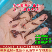 塘鲺水花苗皇妃三代塘鲺水花苗三黄塘鲺水花苗