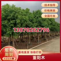 重阳木树江西重阳木苗圃直发可视频看货提供技术