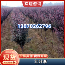 红叶李江西红叶李产地直供货源充足品质保证欢迎致电