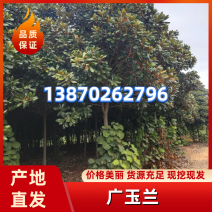 江西玉兰树广玉兰基地直供大量有货价格优惠欢迎致电