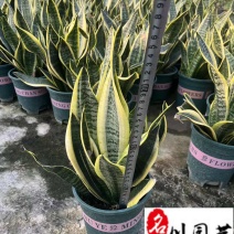 虎皮兰杯苗批发成都虎皮兰苗圃基地直销规格多量大从优