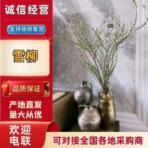 [热卖]辽宁铁岭雪柳种苗干枝雪柳喷雪花产地直发