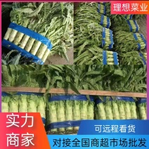 【热卖中】红叶香莴笋大量上市一手货源优惠供应全国