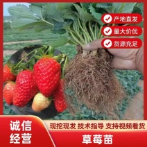 四季脱毒草莓苗盆栽地栽阳台种植果树苗当年结果食用奶油草莓