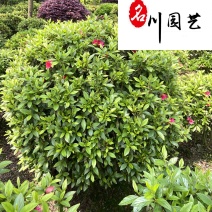 四川基地大量出售精品杜鹃球庭院园林工程绿化观赏苗木