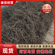 何首乌苗何首乌秧苗何首乌藤零售批发提供种植技术