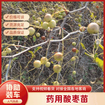 免嫁接两年药用酸枣苗300起售，1000棵以上包邮
