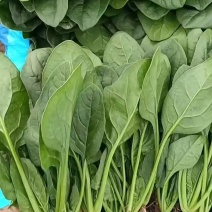 【大叶菠菜】大叶菠菜河北邯郸产地直供规格齐全品质保证