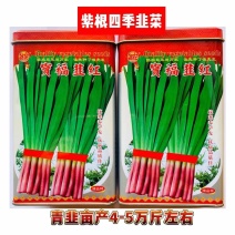 宝福红根韭菜种子抗病抗寒春早发叶色浓绿肥厚