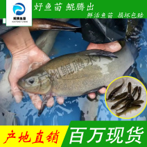 鲲腾优选丁桂鱼苗好鱼苗鲲腾出全国供应技术支持