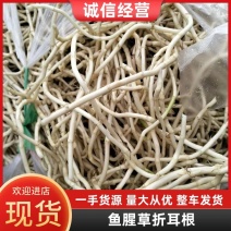 四川成都折耳根鱼腥草根一手货源欢现挖现发精品鱼腥草