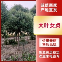 大叶女贞，规格齐全，价格美丽，实地考察，质量保证，价格优