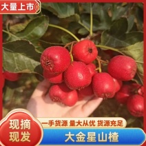大金星，大棉球打浆果，切片果整园子走货，工厂直供产地直销
